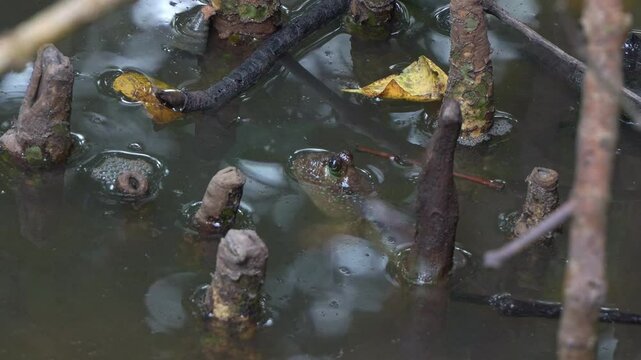 Close-up shot of a giant mudskipper (Periophthalmodon schlosseri) partially submerged in water among mangrove roots in a wetland environment.