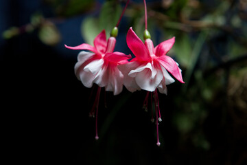 pink and white flowers