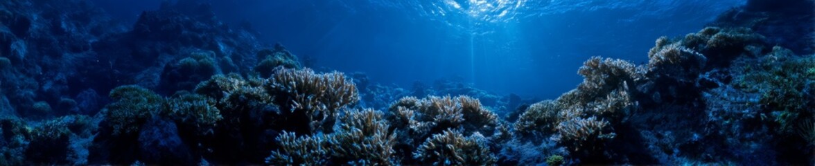 Fototapeta premium Underwater coral reef exploration ocean hdr 360 degree view nature