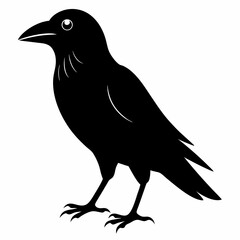 American Crow vector black silhouette bird on white background