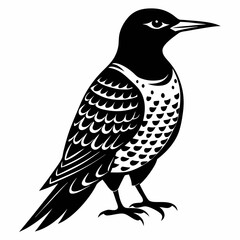 Northern Flicker vector black silhouette on white background