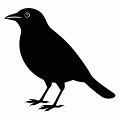 Brown-headed Cowbird vector black silhouette on white background