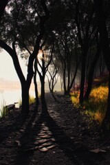 Path through a dark wooded area at dawn