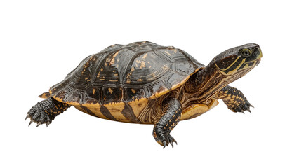 turtle isolated on transparent background png