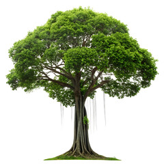  Jungle rain forest tree isolated on a transparent background