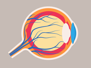 human eye anatomy no label components such as the cornea iris lens retina optic nerve medical educational