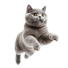 Cute british shorthair cat jumping isolated on transparent background. white cutout.