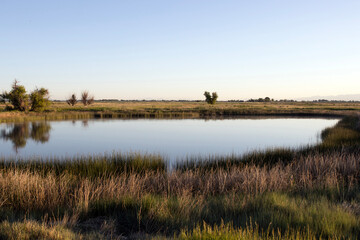 Beautiful marsh and  pond  in Alamosa National Wildlife Refuge at dawn in southern Colorado