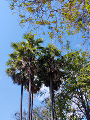 Tall palm trees with clear blue sky and green foliage
