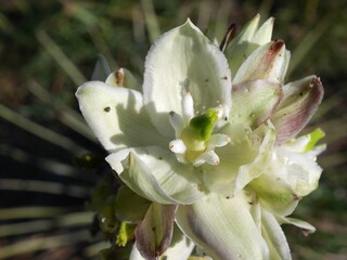 White yucca flowers glowing in the early summer prairie, Boulder, Colorado