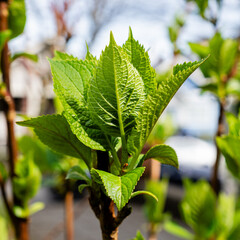 young green leaves on a branch in spring season environment nature love earth concept
