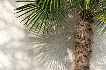 palm tree with green thin leaves against white wall