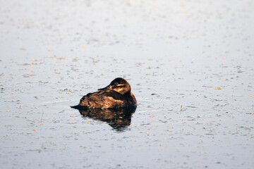 Female Ruddy Duck at dawn in a marshy pond in Alamosa National Wildlife Refuge in southern Colorado