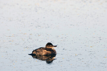 Female Ruddy Duck at dawn in a marshy pond in Alamosa National Wildlife Refuge in southern Colorado