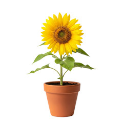 Obraz premium sunflower in a pot