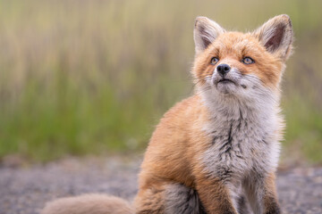 Obraz premium 草原の草木の中で寂しそうな目で見上げている子キツネ、背景は草木の緑でキツネは右側で上部を見上げている横構図です。