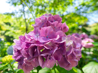 紫色の紫陽花の花