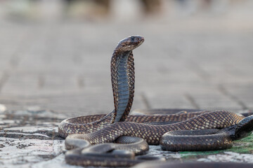 Street view of Cobra snake charmer used as a photo prop at Jemaa el-Fnaa in the Old Town Medina area of Marrakech, west Morocco