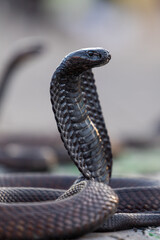 Street view of Cobra snake charmer used as a photo prop at Jemaa el-Fnaa in the Old Town Medina...