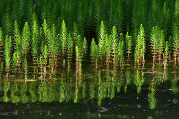 A grouping of common mare's tail (Hippuris vulgaris) grows along Alaska's Daves Creek on the Kenai Peninsula.