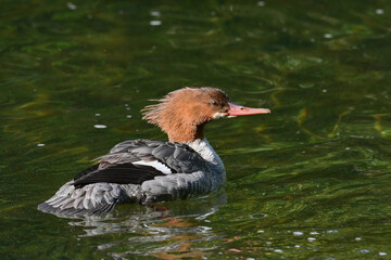 A female common merganser (Mergus merganser) swims in a stream on Alaska's Kenai Peninsula.