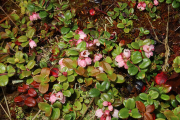 Pink flowers of the Low Bush Cranberry, also known as Lingonberry, grace the boreal forest floor in Alaska.