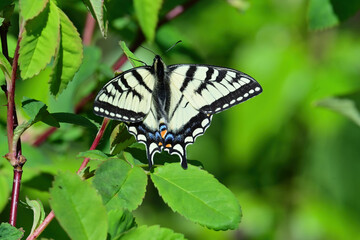 A tiger swallowtail butterfly on a wild rose leaf in Alaska's boreal forest.