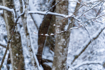 250317秋山郷の雪景色