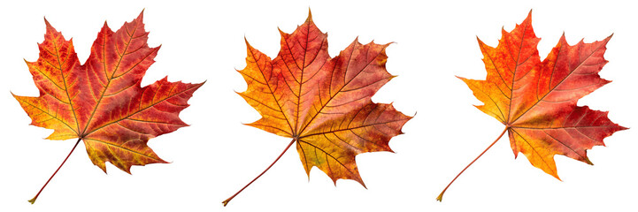 Fototapeta premium Three vibrant maple leaves isolated on transparent background in autumn colors