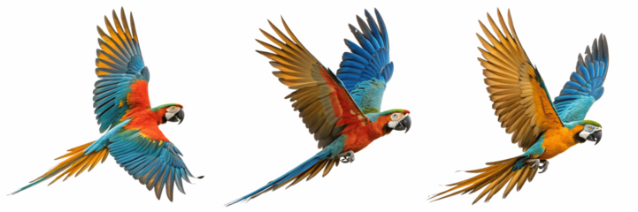 Three scarlet macaws flying isolated on transparent background