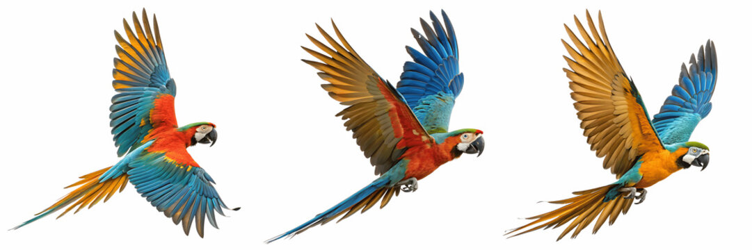Three scarlet macaws flying isolated on transparent background - Powered by Adobe