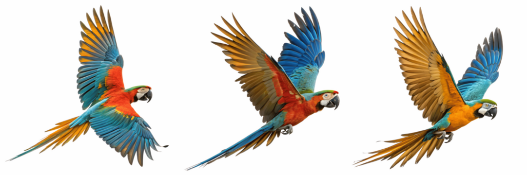 Three scarlet macaws flying isolated on transparent background