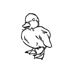 cute duckling line art vector