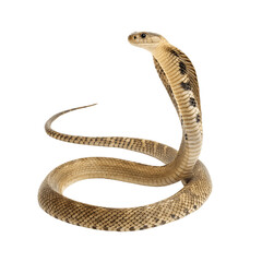 Fototapeta premium Cobra snake with hood raised isolated on transparent background