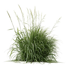 Ornamental grass plant isolated on transparent background