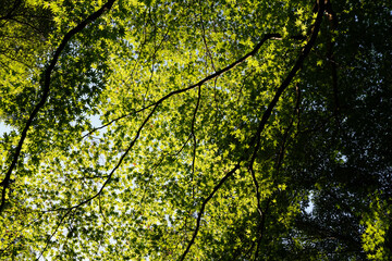 Fototapete bei efototapeten.de bestellen   