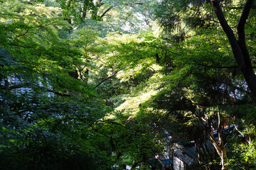 日本楓の緑が美しい京都長楽寺の境内風景