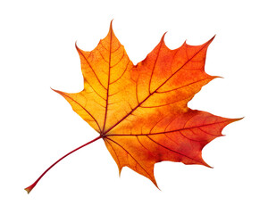 Fototapeta premium autumn leaf with serrated edges in orange yellow gradient