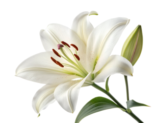 white lily flower fully bloomed with soft curved petals