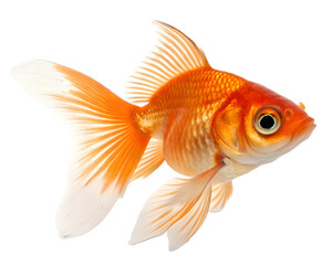 goldfish close up with vibrant orange shimmering scales
