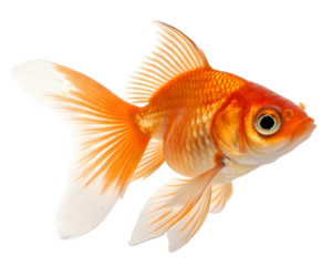 goldfish close up with vibrant orange shimmering scales