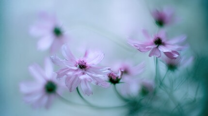 Delicate pale-pink cosmos flowers with soft translucent petals and dewdrops, sharp focus on intricate dark center, dreamy bokeh effect, serene light blue-green gradient background.
