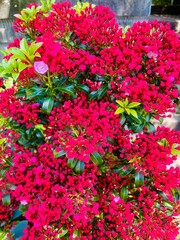 Seattle, USA - May 27, 2025: a close up of bright pink flowers surrounded by green foliage