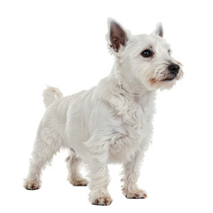 West Highland White Terrier: A Stunning Canine Portrait on transparent background