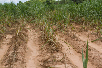 Sugarcane plantation on the ground