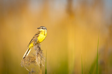 A western yellow wagtail (Motacilla flava) perches among the reeds.
