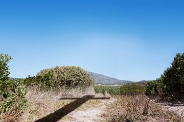 flat design showing sagebrush bush casting cross shaped shadow over sandy trail under blue sky