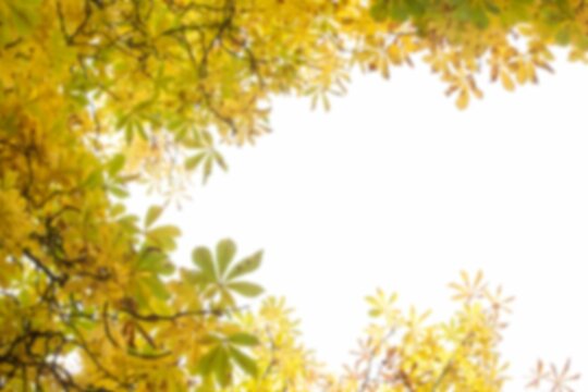 Fototapeta Low angle view of autumn trees against clear sky