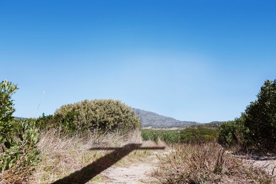 Fototapeta flat design showing sagebrush bush casting cross shaped shadow over sandy trail under blue sky