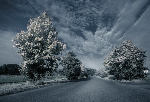 Fototapeta Flat design is showing paved country road flanked by grass verges and trees under cloudy sky